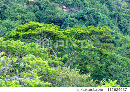 El Camino Real trail in Barichara. Andes mountains, Colombia. 115624687