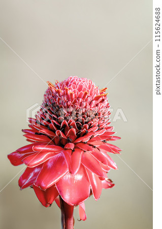 Etlingera elatior, flower known as torch ginger, torchflower, or wild ginger. Santander department, Colombia Etlingera elatior, flower known as torch ginger, torchflower, or wild ginger. Santander department, Colombia 115624688