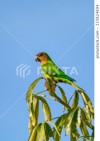 Brown-throated parakeet (Eupsittula pertinax), Bolivar department. Wildlife and birdwatching in Colombia Brown-throated parakeet (Eupsittula pertinax), Bolivar department. Wildlife and birdwatching in Colombia 115624694