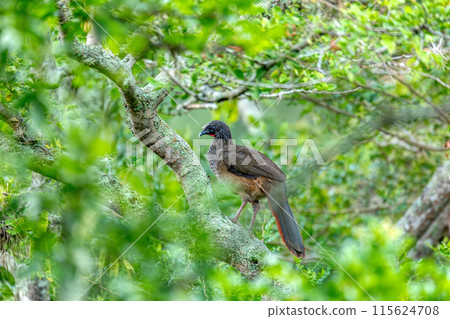 Colombian chachalaca (Ortalis columbiana), Barichara, Santander department. Wildlife and birdwatching in Colombia. 115624708