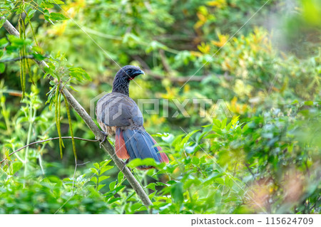 Colombian chachalaca (Ortalis columbiana), Barichara, Santander department. Wildlife and birdwatching in Colombia. Colombian chachalaca (Ortalis columbiana), Barichara, Santander department. Wildlife and birdwatching in Colombia. 115624709