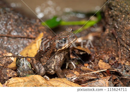 Rhinella horribilis, cane toad or giant toad. Tayrona National Park, Magdalena department. Colombia wildlife. Rhinella horribilis, cane toad or giant toad. Tayrona National Park, Magdalena department. Colombia wildlife. 115624711