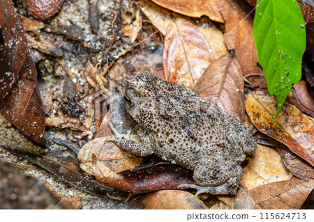 Rhinella humboldti, Riveros toad,. Tayrona National Park, Magdalena department. Colombia wildlife. 115624713