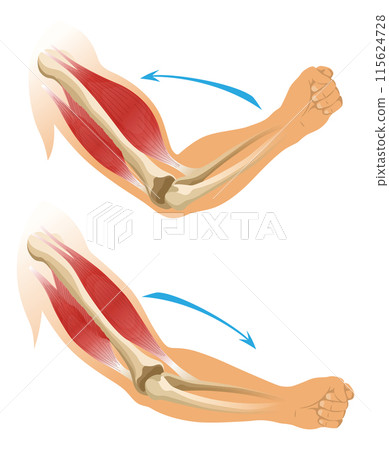 Arm muscle biceps with skeleton. Muscle tension of human hand on white background. Bones and joints in male silhouette. Medical vector illustration of hand for clinic or hospital Arm muscle biceps with skeleton. Muscle tension of human hand on white background. Bones and joints in male silhouette. Medical vector illustration of hand for clinic or hospital 115624728