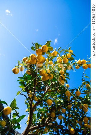 Yuzu in the garden Yuzu in the garden 115624810