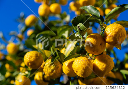 Yuzu in the garden 115624812