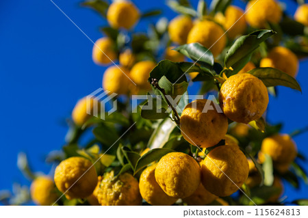 花園裡的柚子 115624813