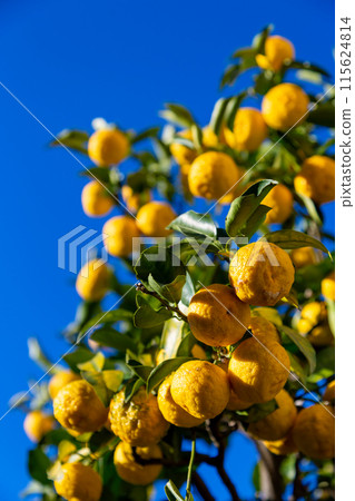 Yuzu in the garden Yuzu in the garden 115624814