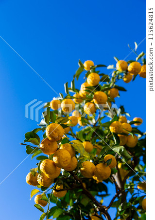 Yuzu in the garden Yuzu in the garden 115624815