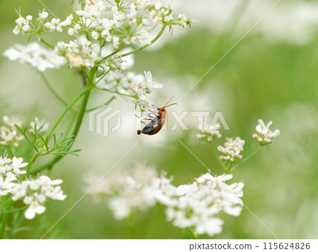 玉米根蟲 115624826