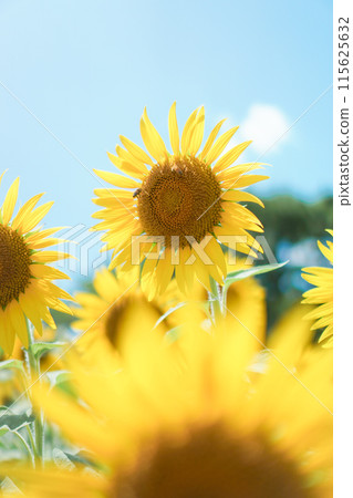 Sunflowers and bees blooming in the blue sky Sunflowers and bees blooming in the blue sky 115625632