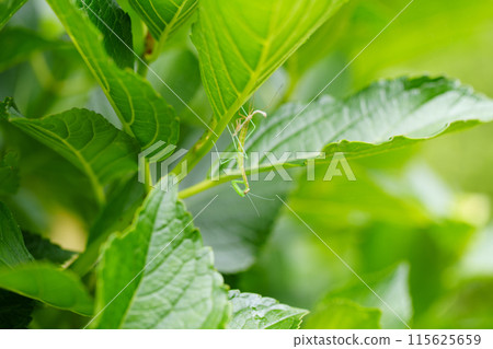 螳螂寶寶在繡球花葉上蛻皮 螳螂寶寶在繡球花葉上蛻皮 115625659