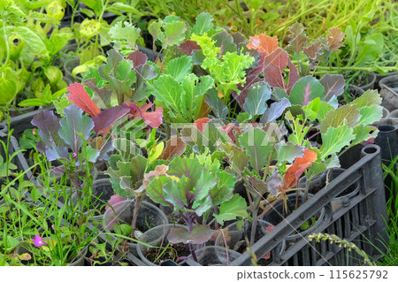 Cabbage seedlings are prepared for planting in the farm garden. Rural garden. Countryside. Cabbage seedlings are prepared for planting in the farm garden. Rural garden. Countryside. 115625792