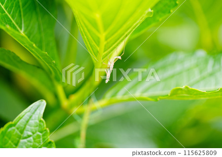 螳螂的殼在繡球花葉上脫皮 115625809