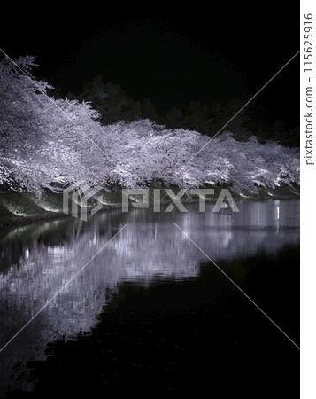 [青森]弘前公園盛開的櫻花 115625916