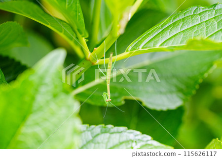 剛蛻皮的小螳螂 115626117