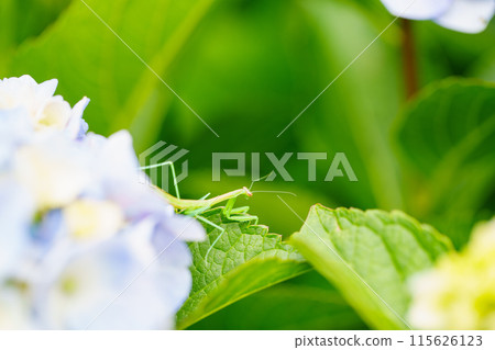 A baby praying mantis that has just shed its skin A baby praying mantis that has just shed its skin 115626123