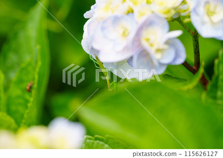 剛蛻皮的小螳螂 115626127