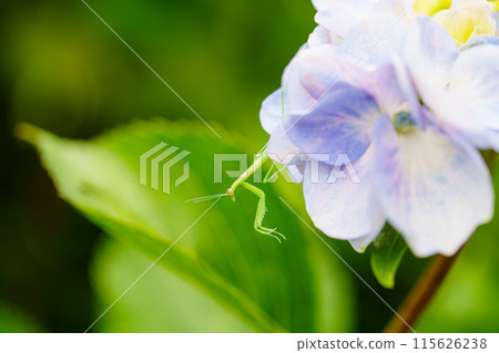 螳螂寶寶棲息在繡球花上 115626238