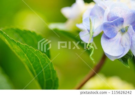 Baby praying mantis on a hydrangea flower 115626242