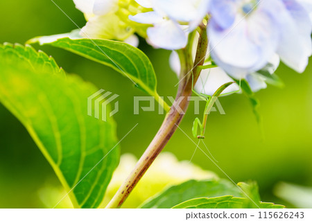 Baby praying mantis on a hydrangea flower Baby praying mantis on a hydrangea flower 115626243