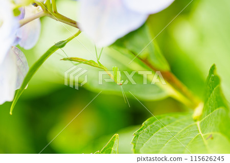 Baby praying mantis on a hydrangea flower 115626245