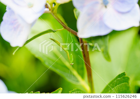 Baby praying mantis on a hydrangea flower Baby praying mantis on a hydrangea flower 115626246