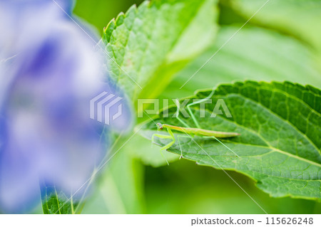 螳螂寶寶棲息在繡球花上 螳螂寶寶棲息在繡球花上 115626248