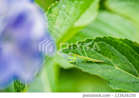 螳螂寶寶棲息在繡球花上 115626250