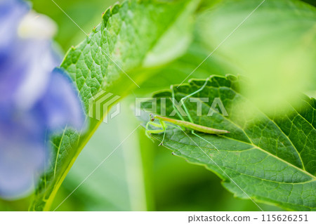 螳螂寶寶棲息在繡球花上 115626251