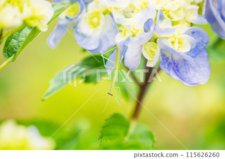 Baby praying mantis on a hydrangea flower Baby praying mantis on a hydrangea flower 115626260