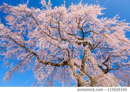 宮城縣仙台市神岡天滿宮的櫻花 宮城縣仙台市神岡天滿宮的櫻花 115626340
