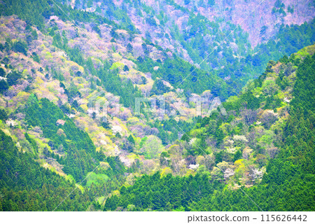 [岐阜縣]新綠季節的中津川市鹿島風景 115626442