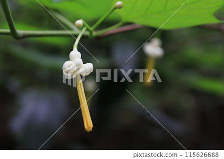 Urinoki Urinoki 115626688