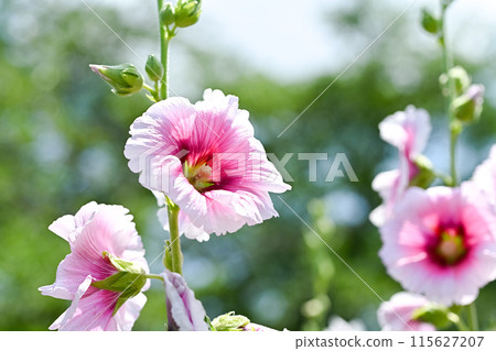 蜀葵 蜀葵 115627207