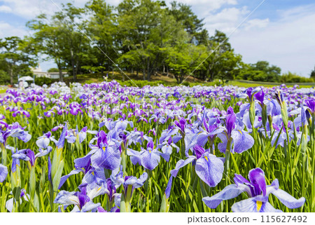 綾目庭園 綾目庭園 綾目庭園 綾目庭園 115627492