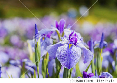 Ayame Garden Ayame Garden 115627518