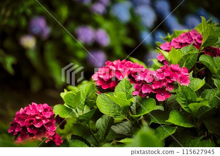 鮮豔的紅色繡球花 鮮豔的紅色繡球花 115627945