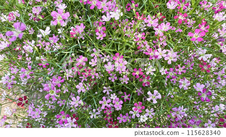 Close up view of Gypsophila flowers with various colors background 115628340