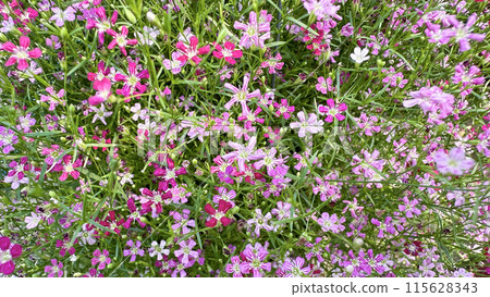 Close up view of Gypsophila flowers with various colors background Close up view of Gypsophila flowers with various colors background 115628343