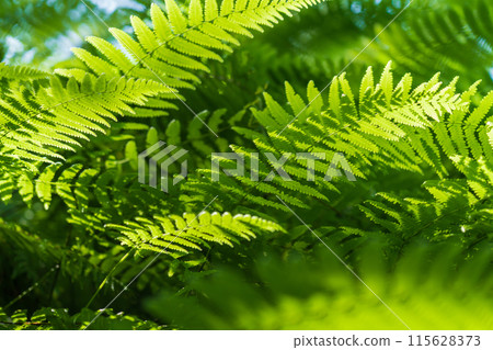 Fern/Forest Image 115628373