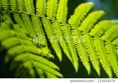 Fern/Forest Image 115628374