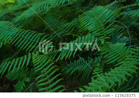 Fern/Forest Image 115628375