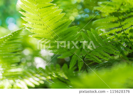 Fern/Forest Image 115628376
