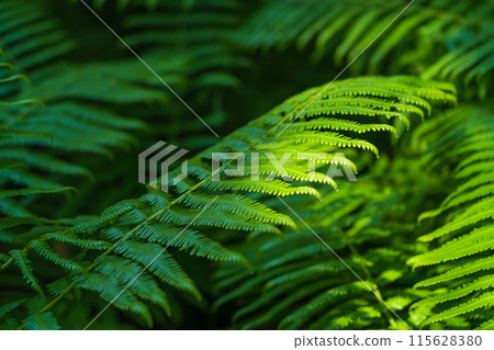 Fern/Forest Image 115628380