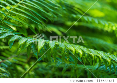 Fern/Forest Image 115628381