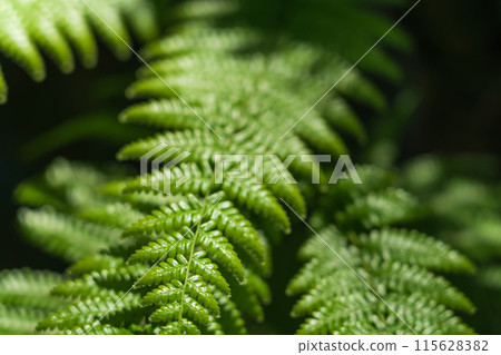 Fern/Forest Image 115628382