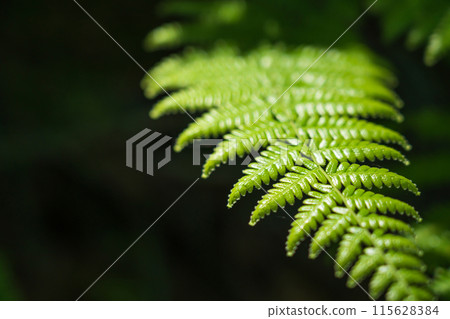 Fern/Forest Image 115628384