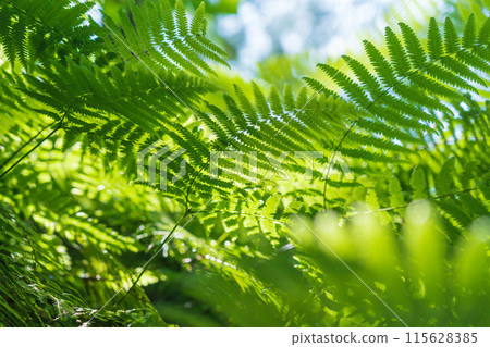 Fern/Forest Image 115628385