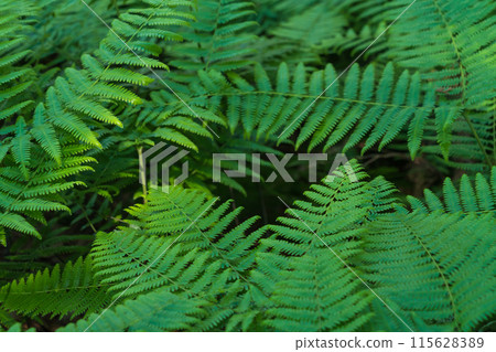 蕨類植物/森林影像 115628389